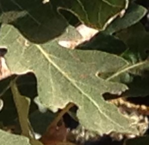 A single oak leaf